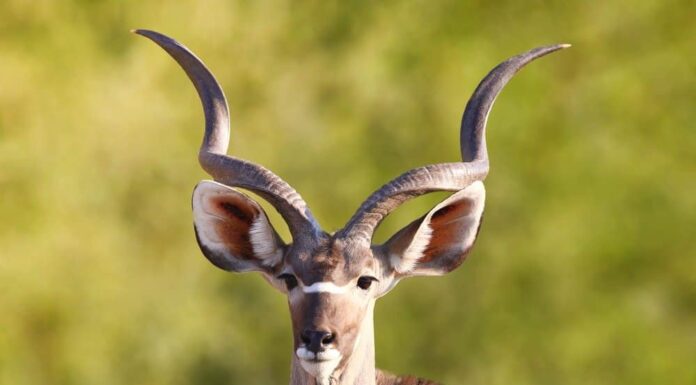 Guarda questa gigantesca antilope superare un'auto e sfuggire a un leone affamato
