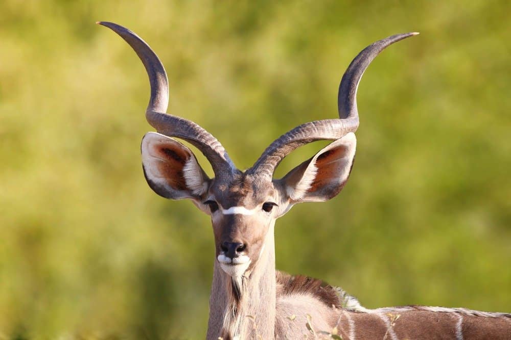 Guarda questa gigantesca antilope superare un'auto e sfuggire a un leone affamato