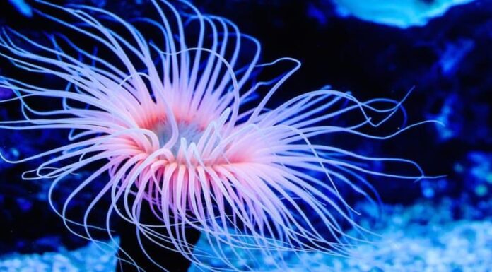 Anemone di mare
