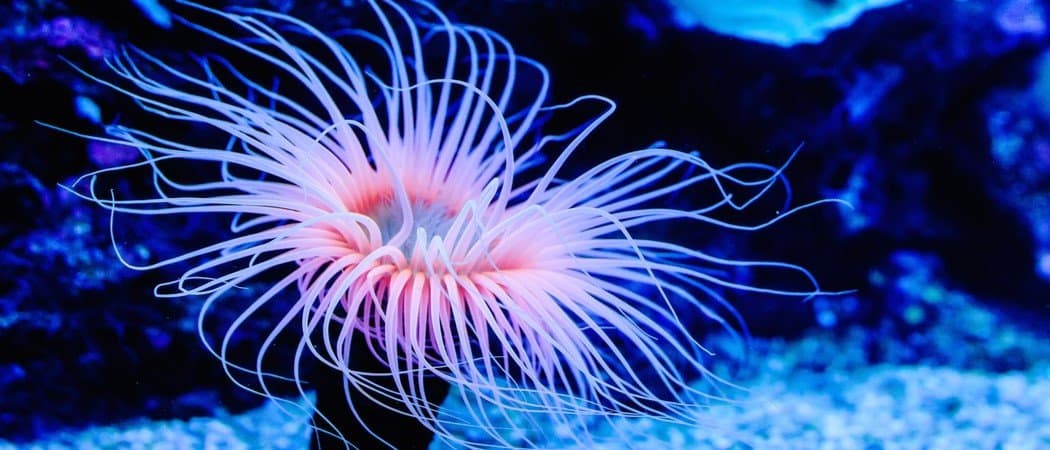 Anemone di mare