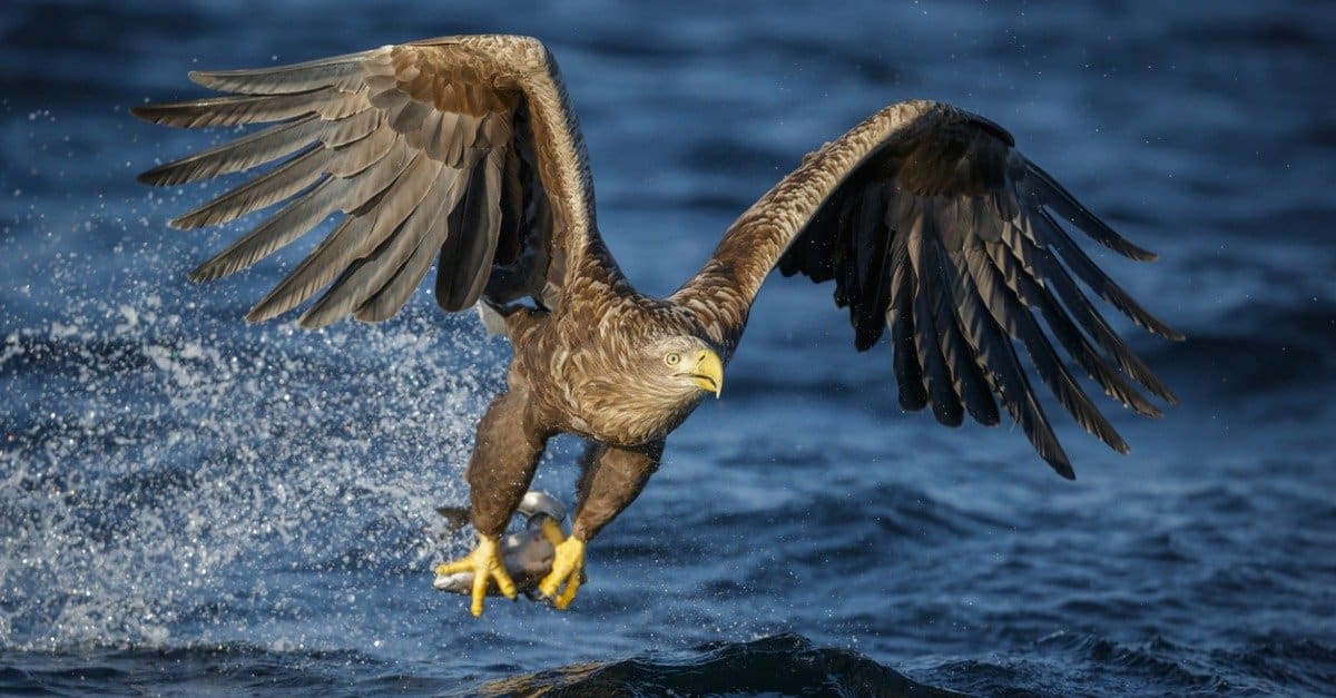 Aquila di mare