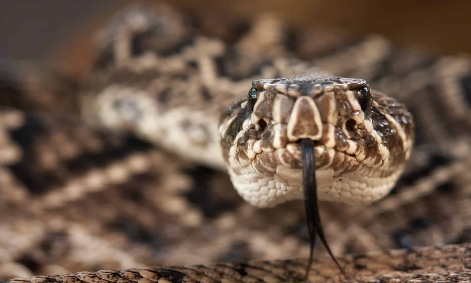Scopri i primi quattro serpenti più grandi (e più pericolosi) in Georgia quest'estate!