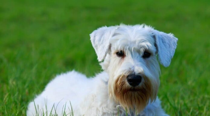 Sealyham Terrier
