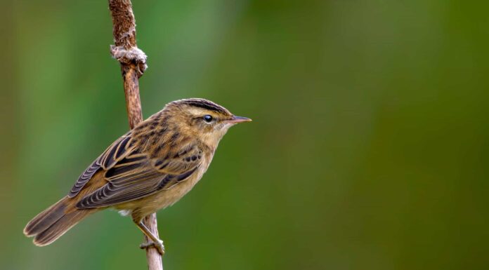 Sedge Warbler
