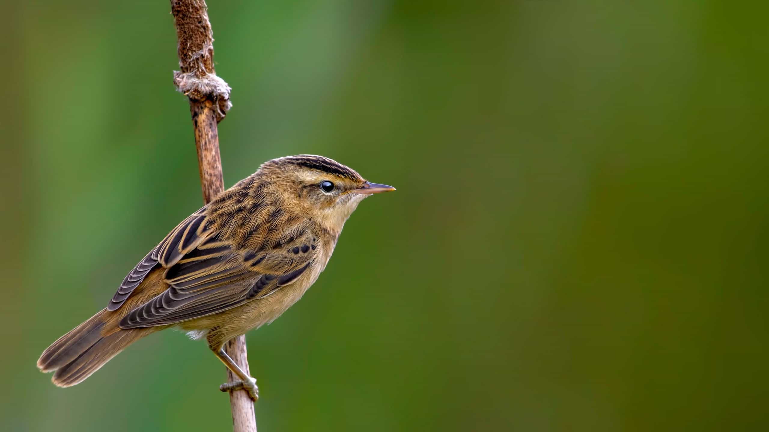 Sedge Warbler