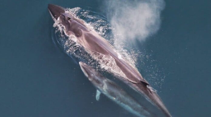 Sei Whale
