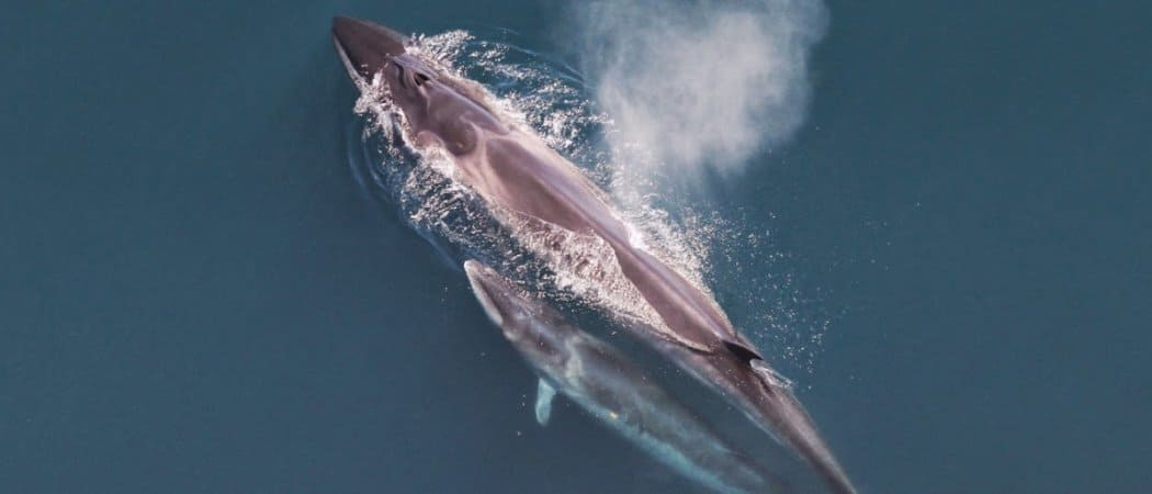 Sei Whale