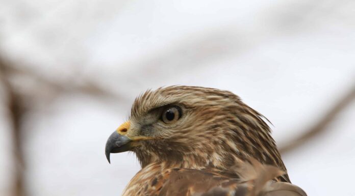 Falco dallo stinco acuto
