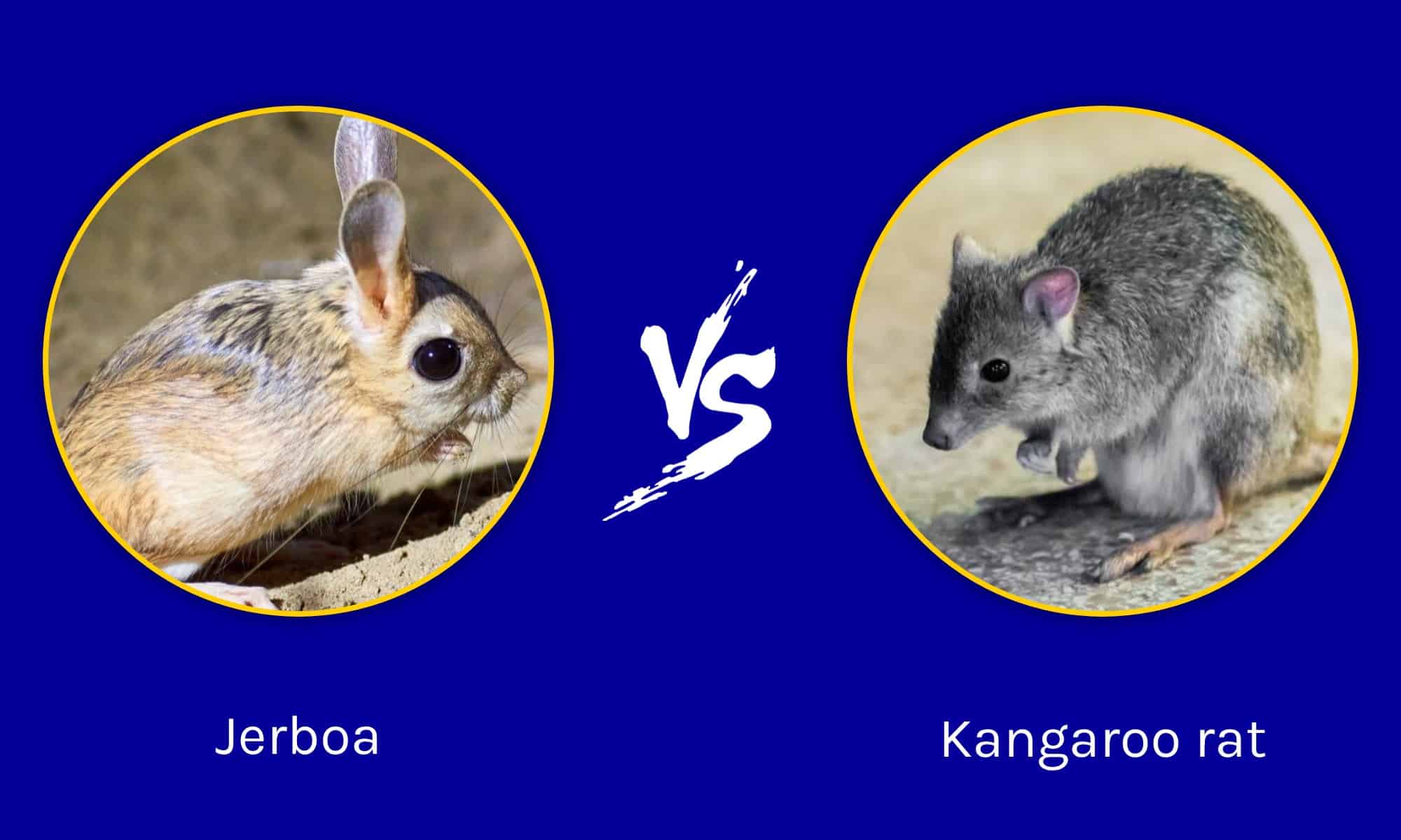 Jerboa vs Kangaroo Rat: quali sono le loro differenze?