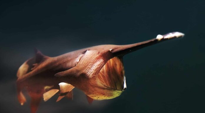 Pesce spatola vs spatola: sono diversi?
