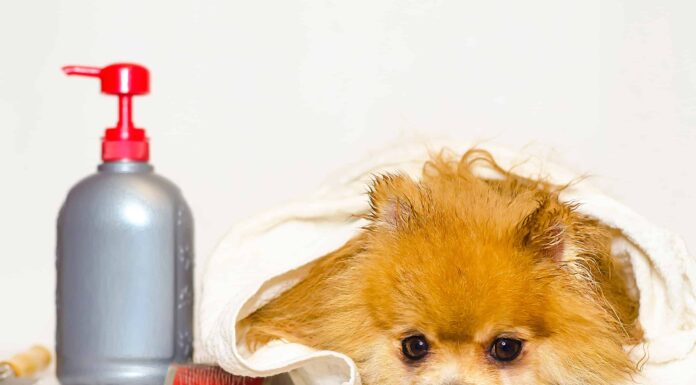 Puoi mettere la lozione sui cani?
