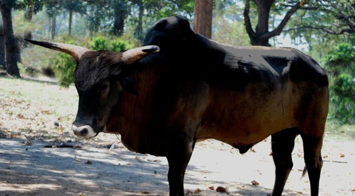 Indian Asiatic Cheetah