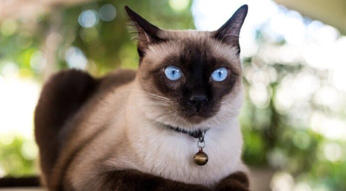 siamese
