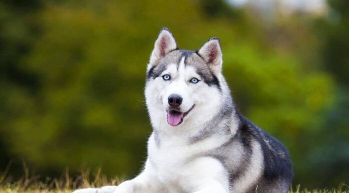 Husky siberiano
