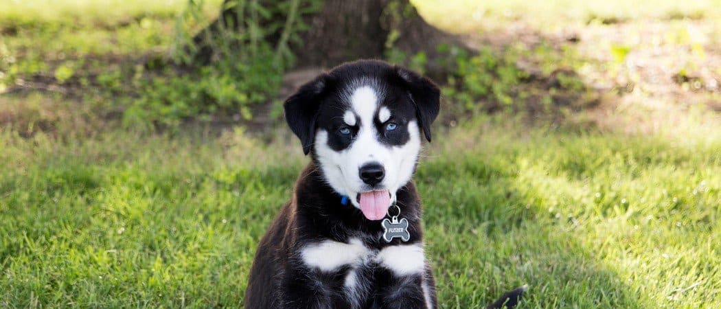 Cane da riporto siberiano