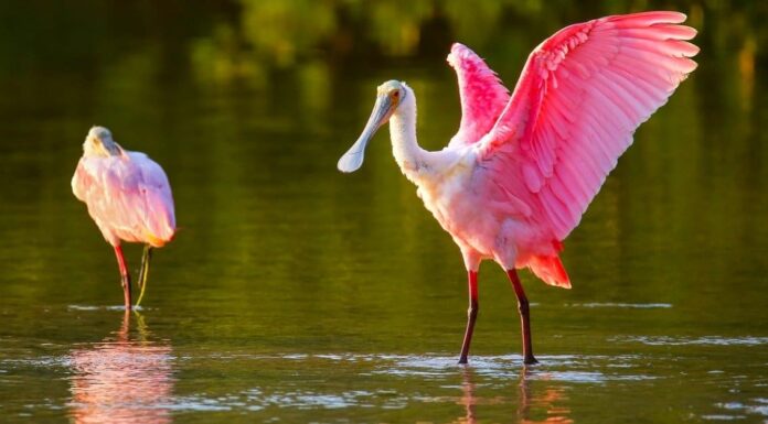 I 5 migliori posti per il birdwatching del Mississippi quest'estate
