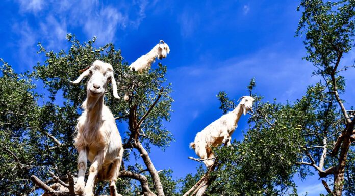 Quante capre ci sono nel mondo?
