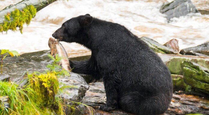 Scopri i 7 animali più grandi del Rhode Island e dove li troverai
