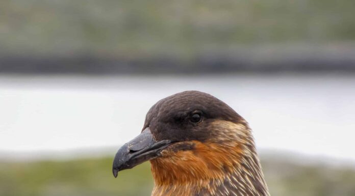Skua
