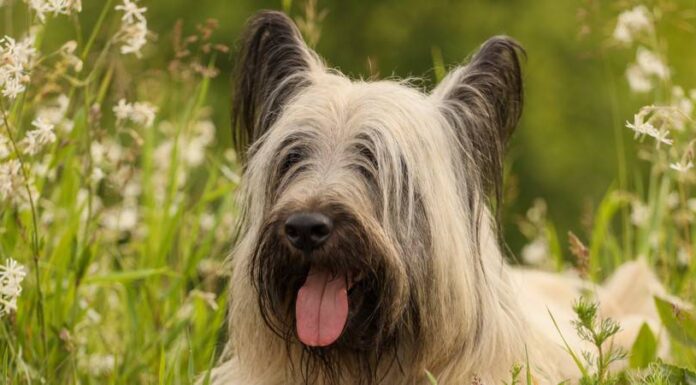 Skye Terrier
