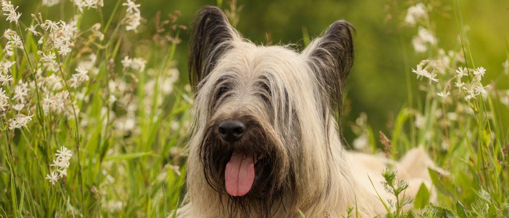 Skye Terrier