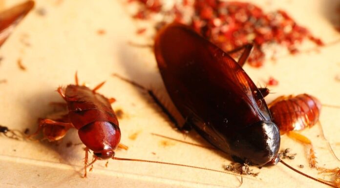 Scarafaggio marrone fumo
