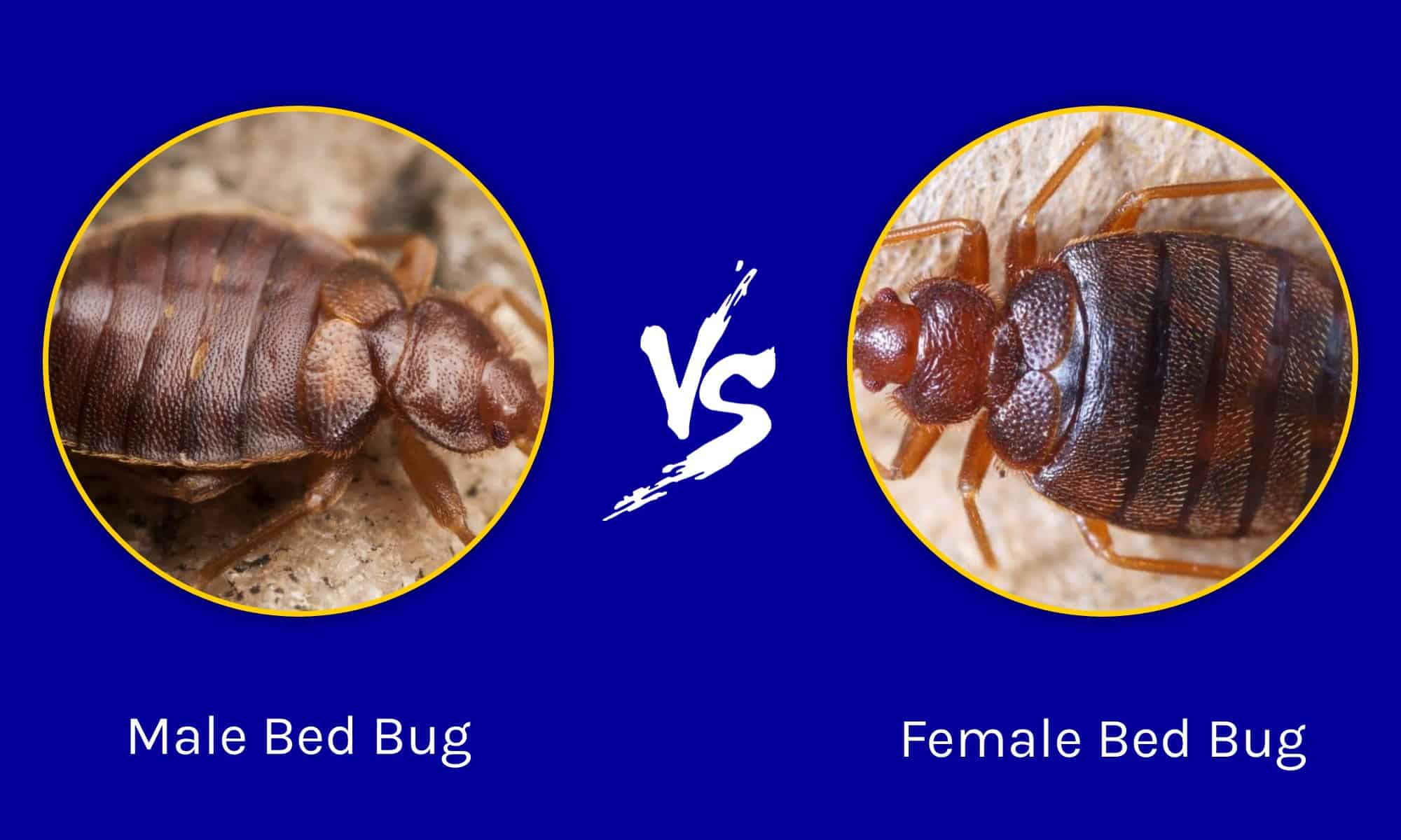 Cimice maschio vs femmina: quali sono le loro differenze?