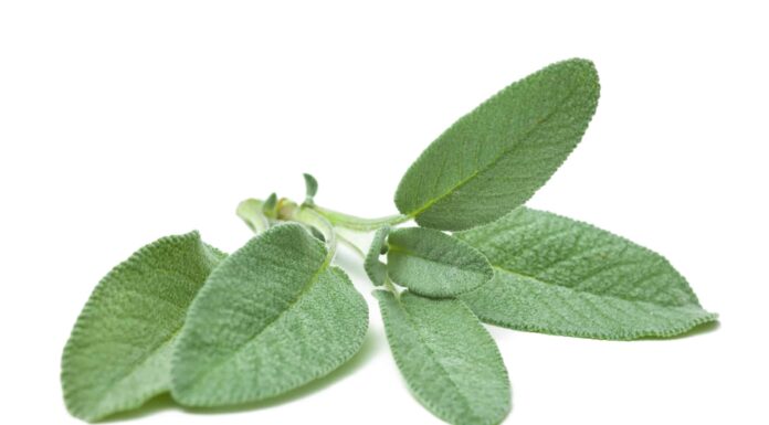 Sage è una pianta perenne o annuale?
