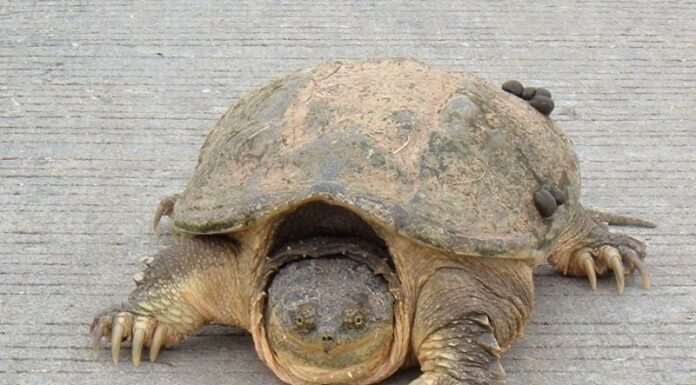 Tartaruga azzannatrice
