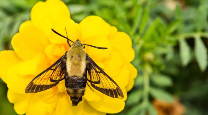 Falena Ala Biancaneve
