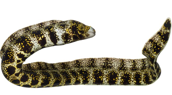 Anguilla Fiocco Di Neve
