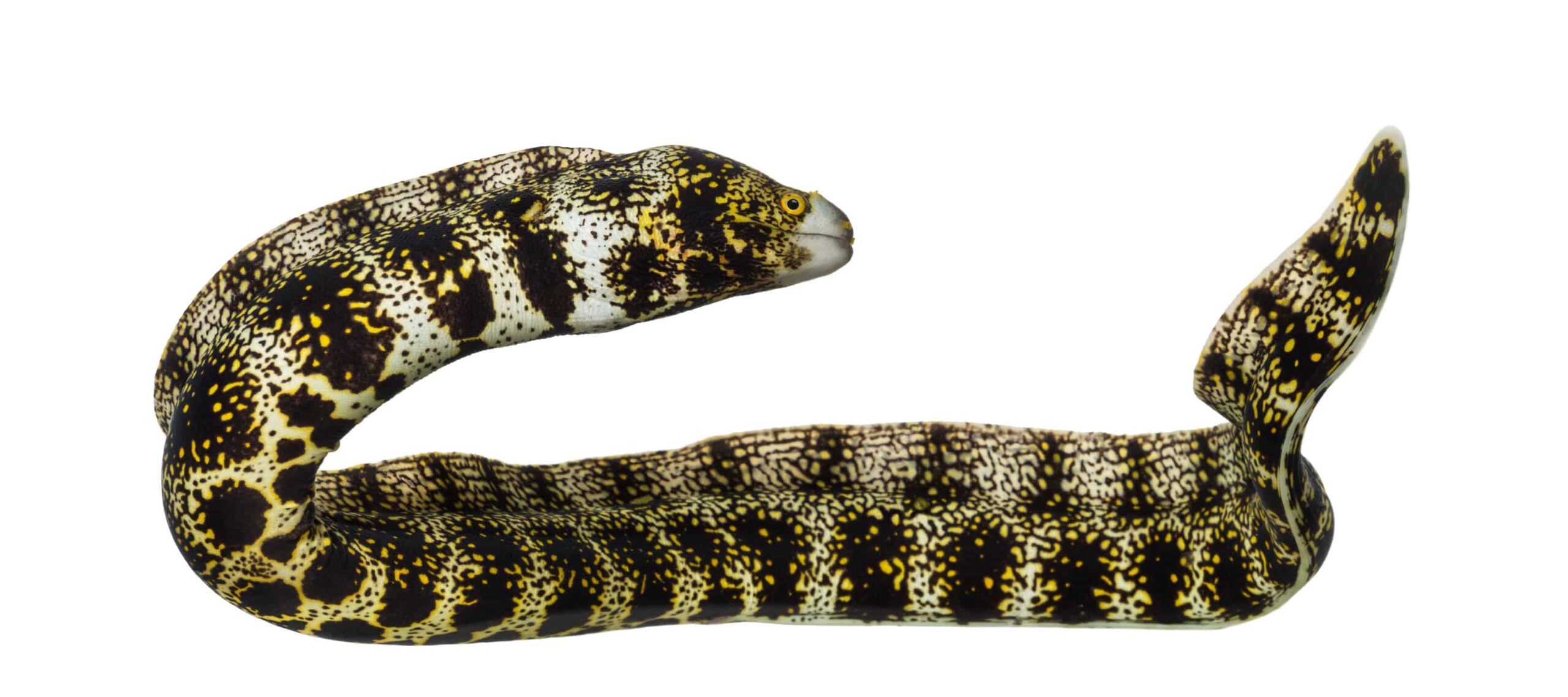 Anguilla Fiocco Di Neve