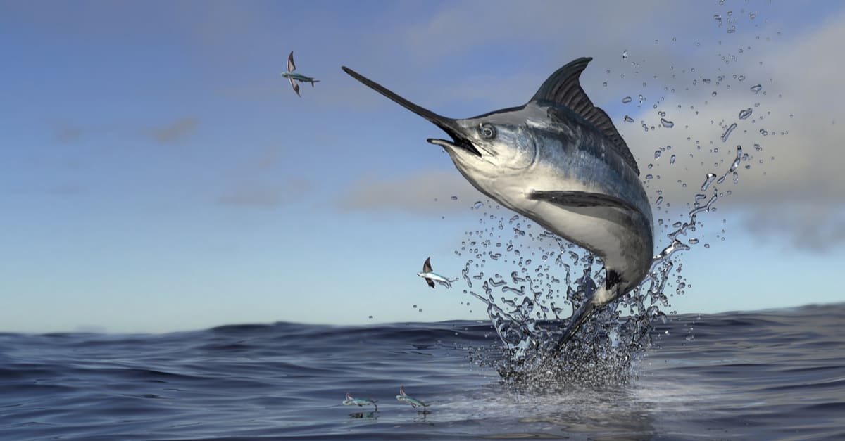 Mounted Blue Marlin