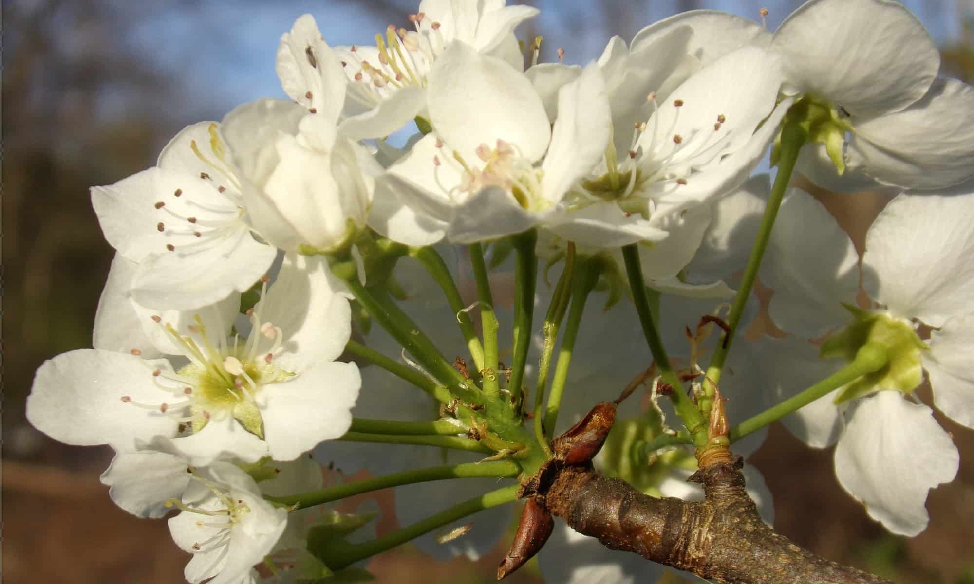 Callery Pear vs Bradford Pear