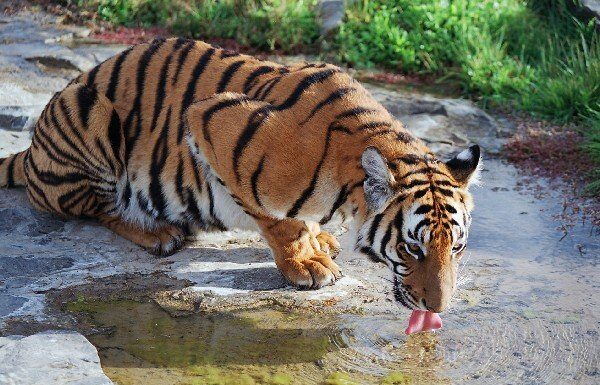 Tigre della Cina meridionale
