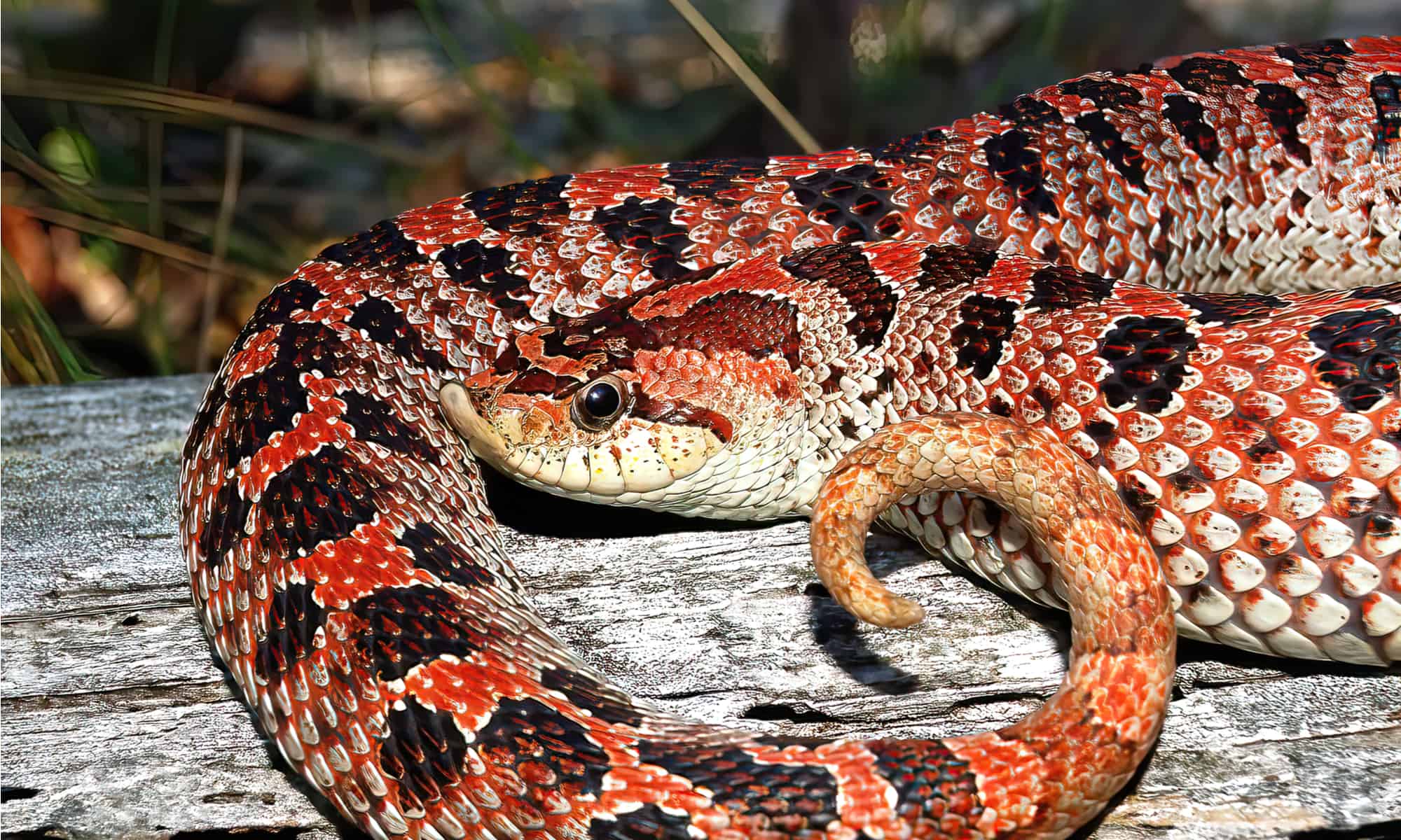Female Southern Hognose snake - Heterodon simus in the Florida sand hills. The Southern hognose snake is a small species that only measures about 13 to 24 inches.