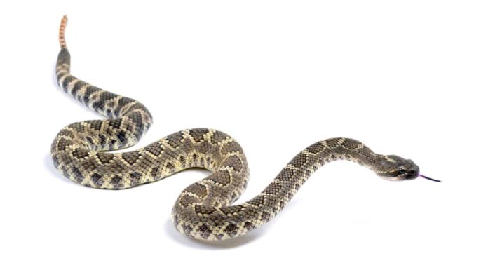 Southern Pacific Rattlesnake