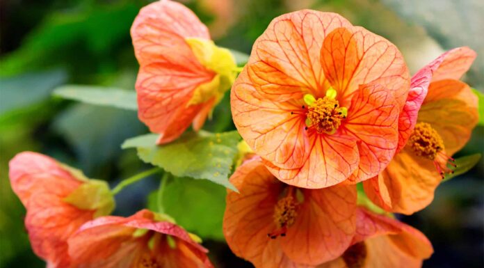 5 migliori fiori annuali
