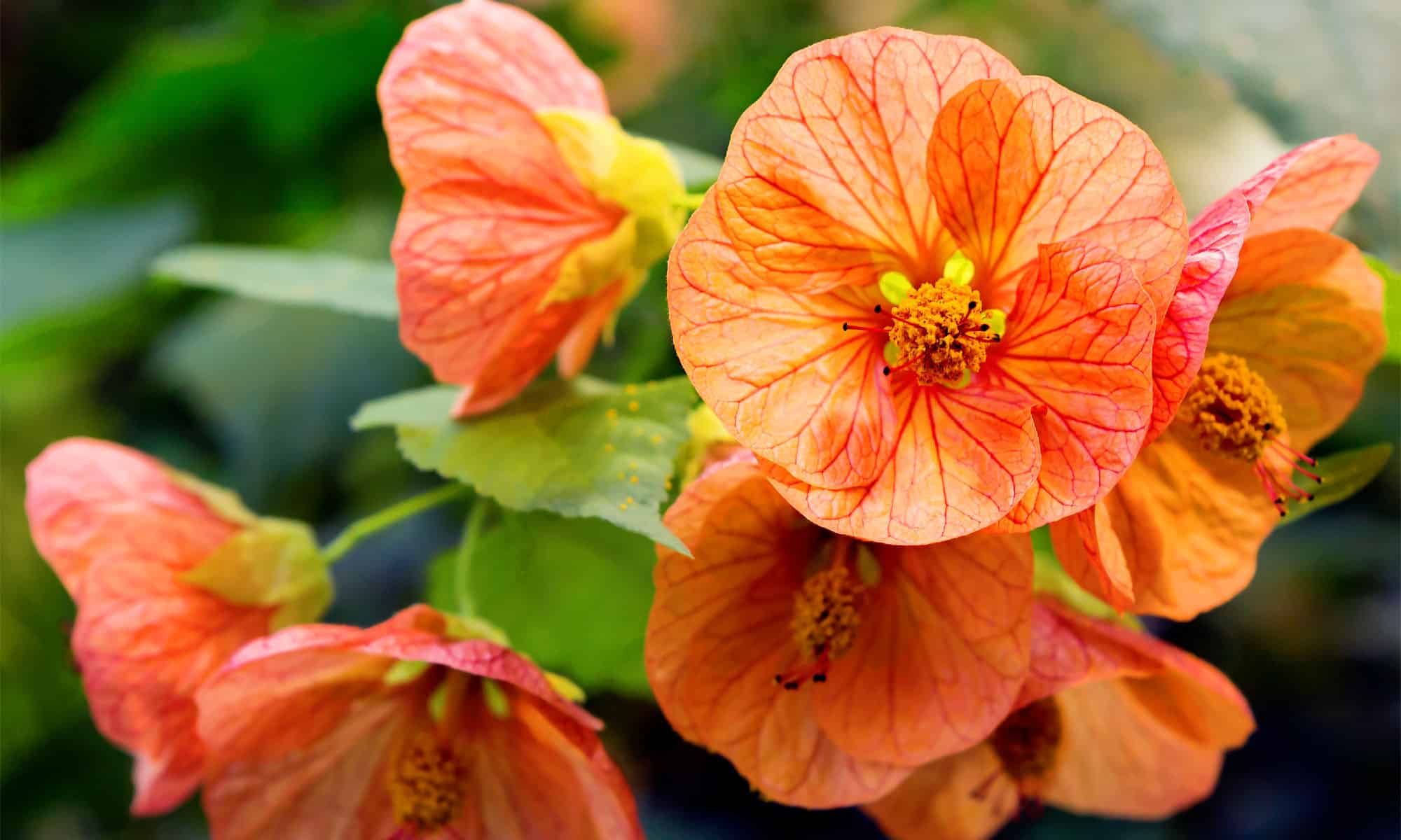 5 migliori fiori annuali