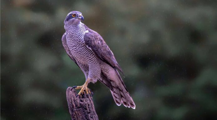 Scopri il falco più grande del mondo
