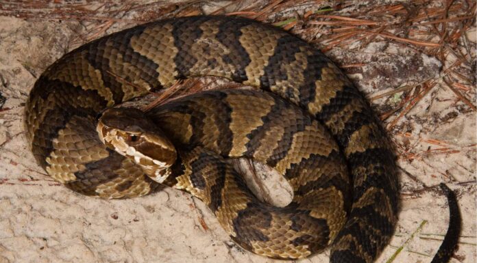 A The 7 Best Snake Guard Chaps You Can Buy Today