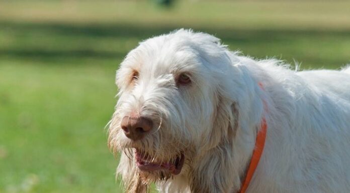 Spinone Italiano
