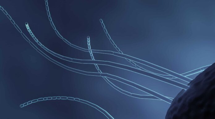 Scopri i batteri più grandi mai registrati
