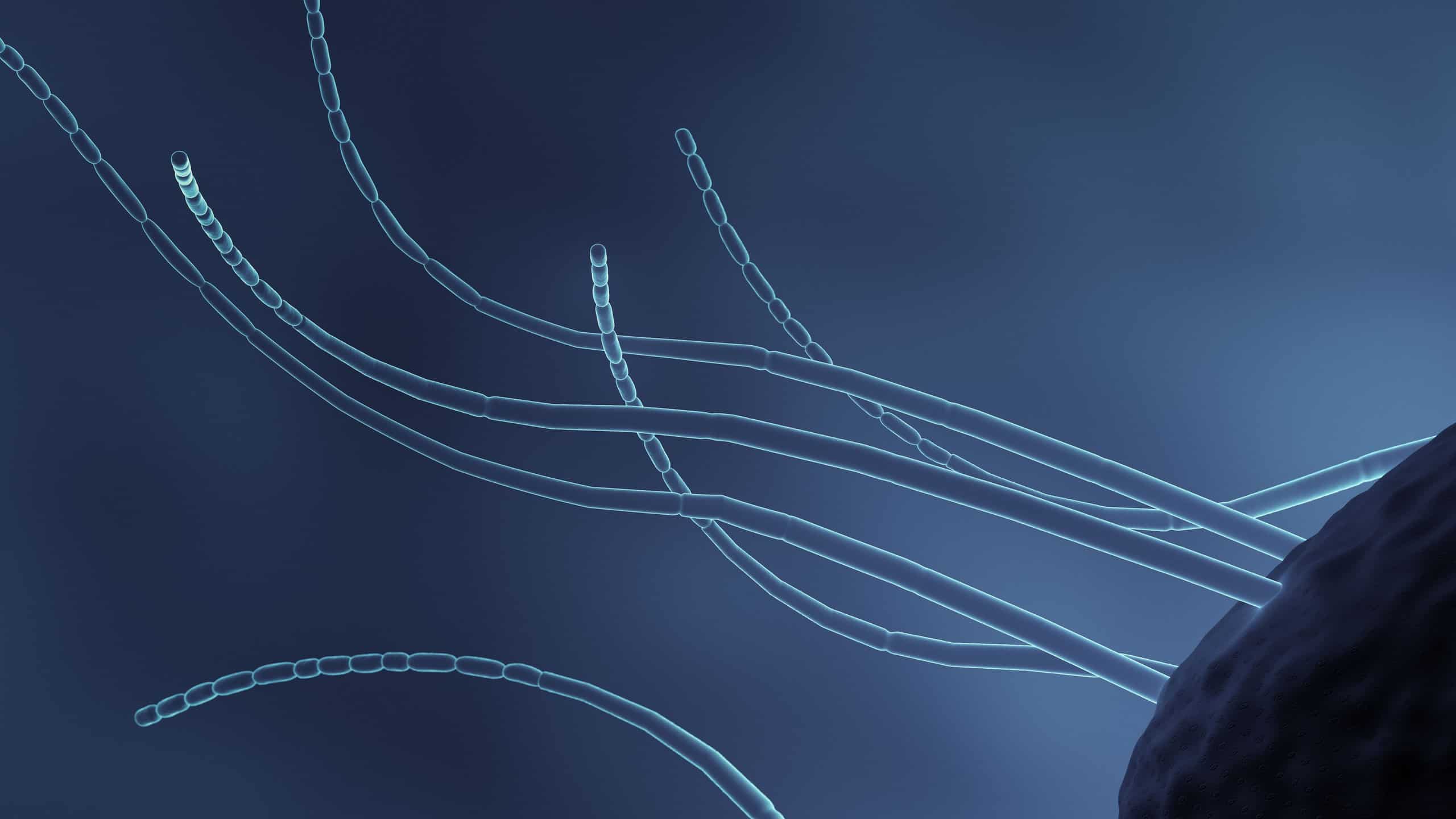 Scopri i batteri più grandi mai registrati