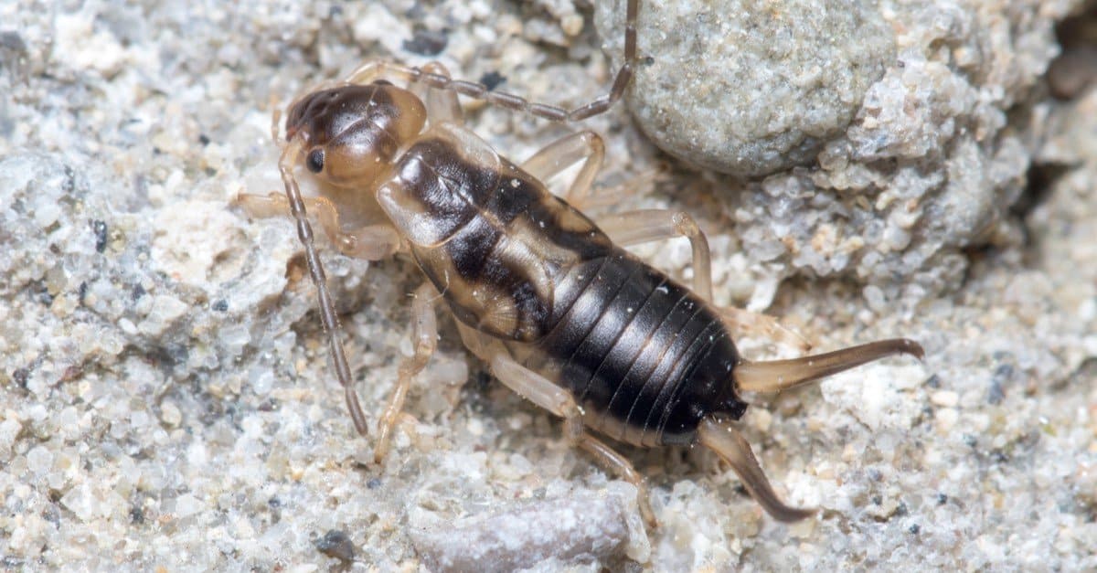An earwig poses for a photoshoot.