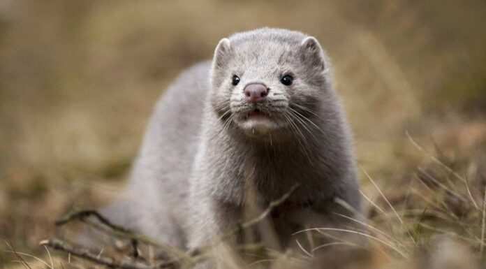 Cacca di visone: tutto ciò che avresti sempre voluto sapere
