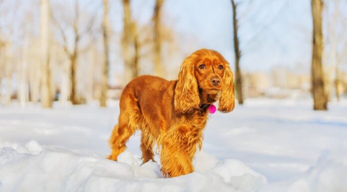 I Cocker Spaniel perdono?
