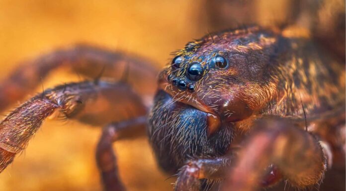 Trapdoor spider