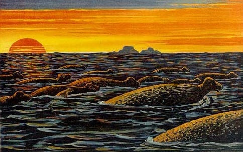 La mucca di mare di Steller
