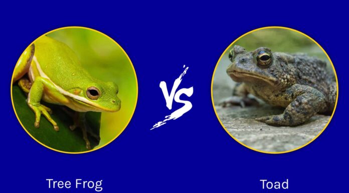 Raganella vs Rospo: quali sono le differenze?
